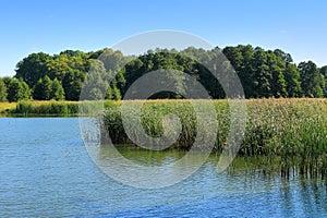 Summer landscape, reed on the bank of the lake