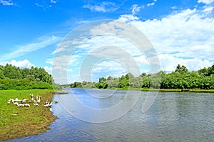 Summer landscape with river and grazing geese