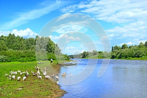 Summer landscape with river and grazing geese