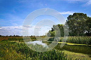 Summer landscape with a river