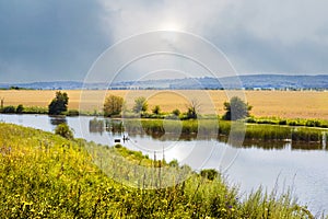 Summer landscape with river and wheat field in the distance, grass on the shore river