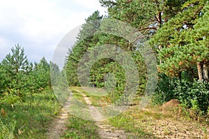 Summer landscape with a road along a pine forest