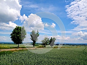 Summer landscape with a row of trees, grain field and blue sky with clouds
