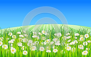 Summer landscape rural field green grass, daisy, dandelion flowers