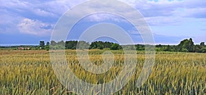 Summer landscape with rural field and stormy clouds.Field with growing spikelets