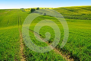 Summer landscape with rural way, wonderful cloudy sky, trees and