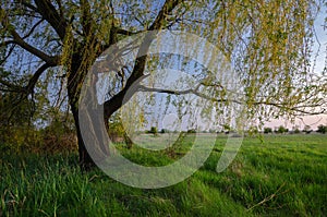 Summer landscape showing old willow tree on the meadow at dusk