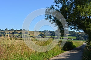 English summer landscape, Somerset, UK