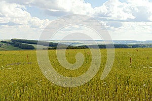 summer landscape with a sowed green field