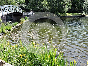 Bridge over the shining  pond  with iris flowers, pines  in  park in  Kotka, Finland