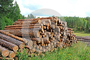 Summer Landscape with Stack of Pine Logs