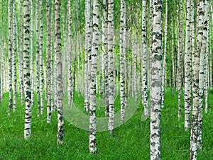 Summer landscape with straight birch trees