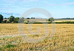 Summer landscape with stubble fields and trees