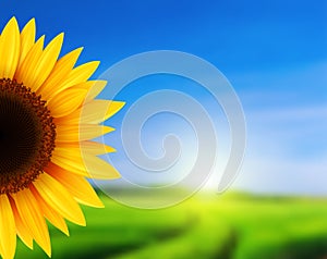 Summer landscape with sunflower