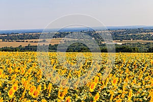 Summer landscape with sunflower fields, hills and blue sky