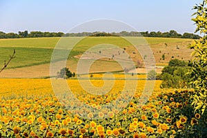 Summer landscape with sunflower fields, hills and blue sky