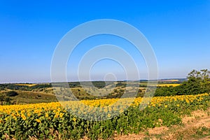 Summer landscape with sunflower fields, hills and blue sky