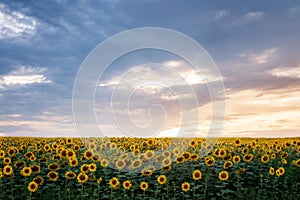 Summer landscape. sunny field of sunflowers on sunset.