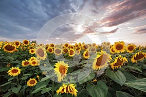 Summer landscape. sunny field of sunflowers on sunset.