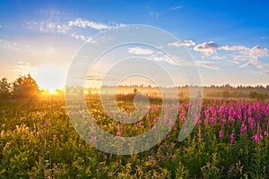 Summer landscape with the sunrise, a blossoming meadow and fog