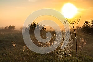 Summer landscape with sunrise and fog