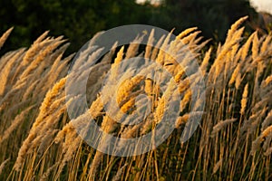 Summer landscape at sunset in a field with tall grass