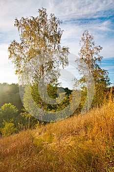 Summer landscape sunset with gold grass and birches