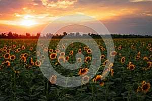 Summer landscape: sunset over sunflowers field