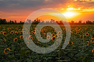 Summer landscape: sunset over sunflowers field