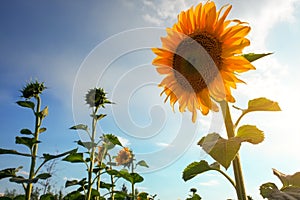 Summer landscape: sunset over sunflowers field