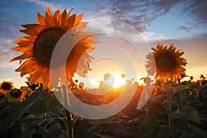 Summer landscape: sunset over sunflowers field