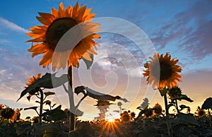 Summer landscape: sunset over sunflowers field