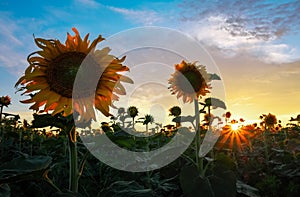 Summer landscape: sunset over sunflowers field