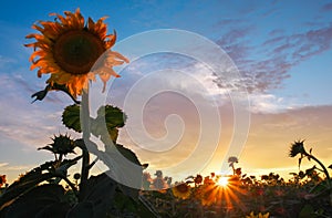 Summer landscape: sunset over sunflowers field