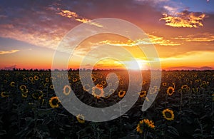 Summer landscape: sunset over sunflowers field