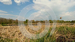 Summer Landscape in the Swamp 5K