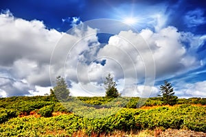 Summer landscape with three trees and blue sky and sun