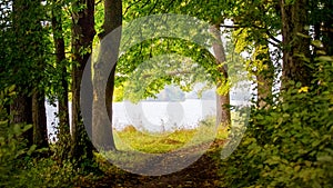 Summer landscape with trees in forest on river background and road between trees_