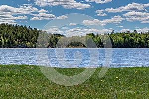 Summer landscape with trees by a lake