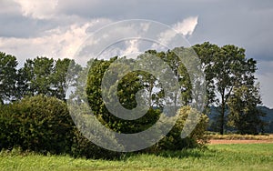 Summer landscape with trees, meadows and fields.