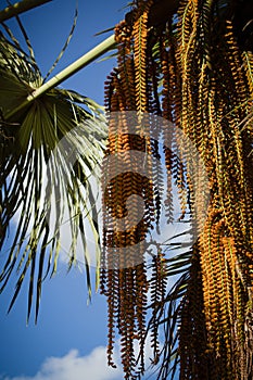 Summer Landscape.The Tropical abundance of the Moriche Palm.