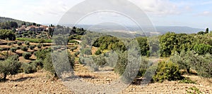 Summer landscape in Tuscany, around the town of Panzano, olive groves and vineyards, Chianti, Italy