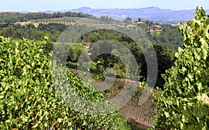 Summer landscape in Tuscany, around the town of Panzano, olive groves and vineyards, Chianti, Italy