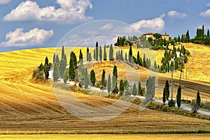 Summer landscape in Tuscany at summer