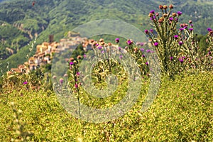 Summer landscape in Val d`Agri, Basilicata