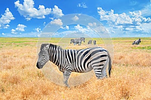 Summer landscape - view of a herd of zebras grazing in high grass under the hot summer sun