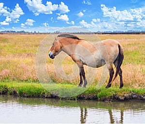 Summer landscape - view of Przewalski\'s horse grazing near a water in the dry steppe