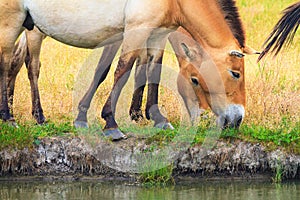 Summer landscape - view of Przewalski\'s horses close-up grazing on the river bank
