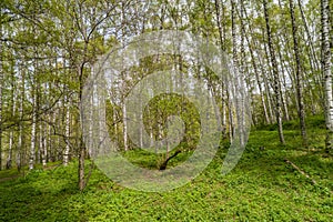 Summer landscape with views of the lawn near the birch grove