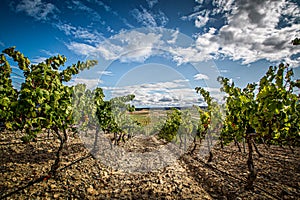 Summer landscape of a vineyard in Spain, at harvest time